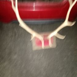 Antlers 