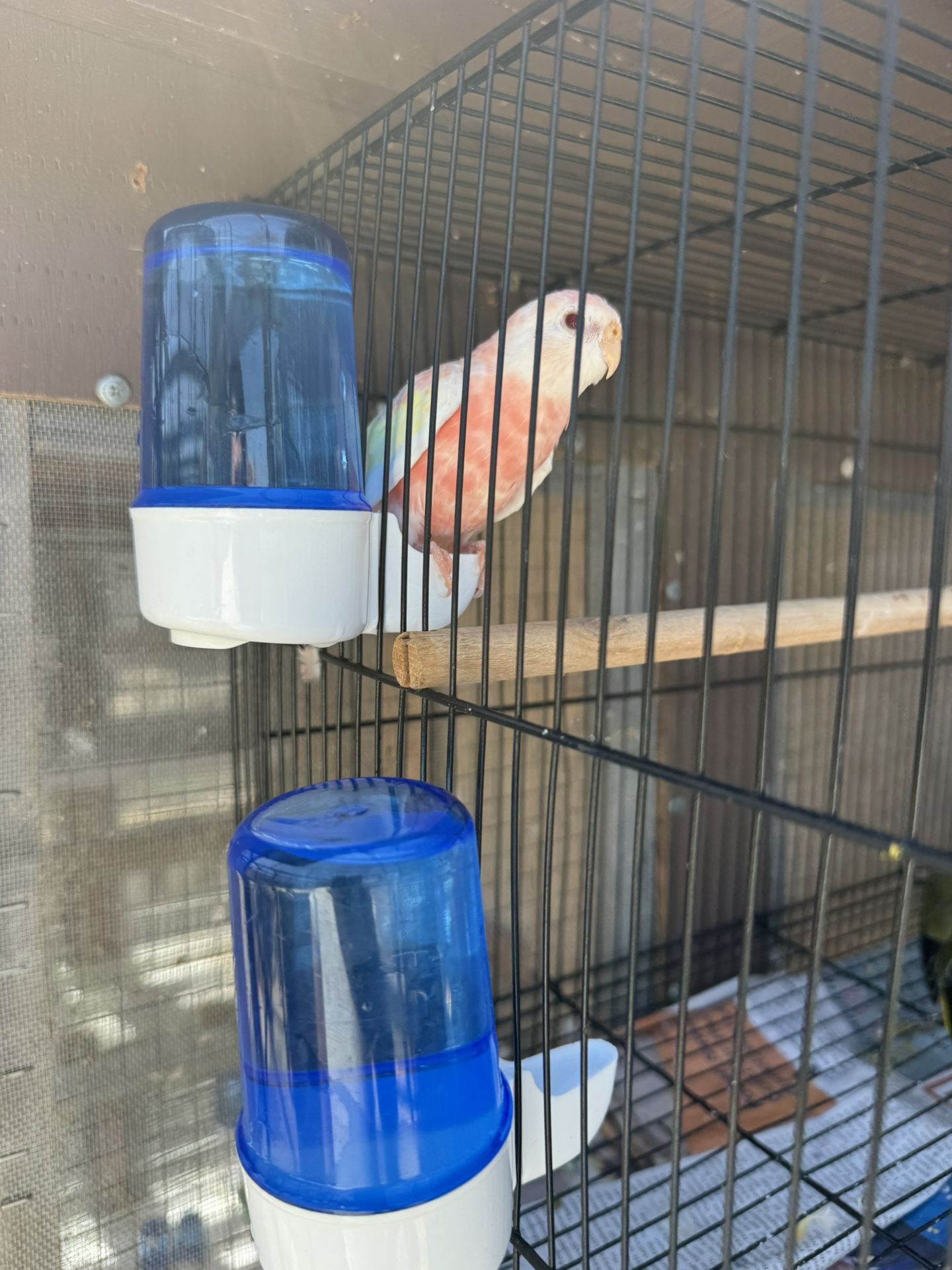 Cages $50