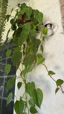 Philodendron Heart