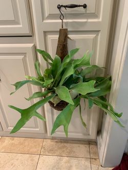 Staghorn fern plant