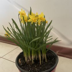 Daffodils Bulbs Trumpet 