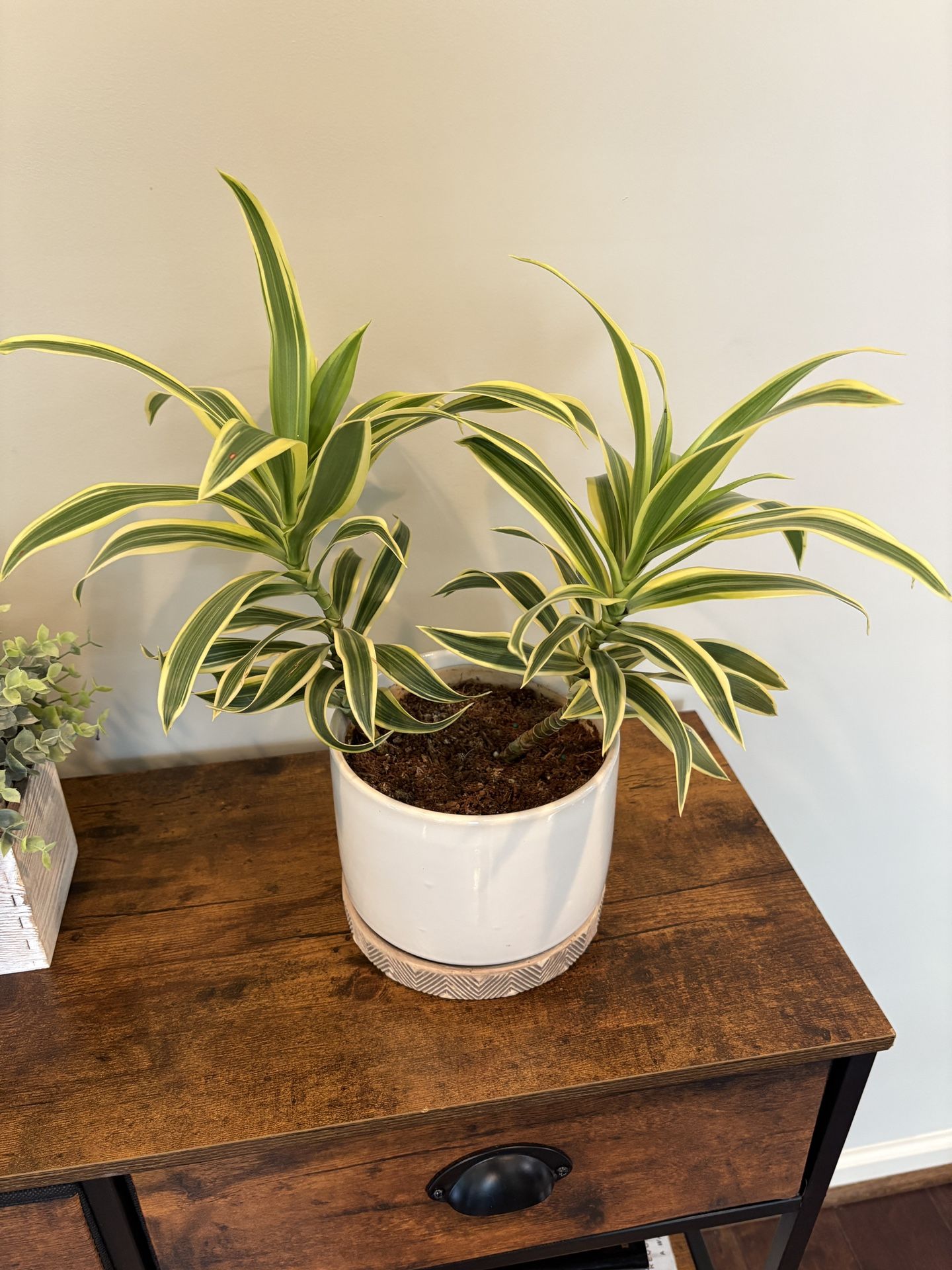 Lemon Lime Dracaena in Decorative Pot