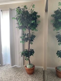 Ficus tall tree