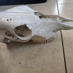 Cow Skull