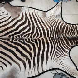 Zebra Hide Rug,. Used In Good Condition With Black Back Lining.