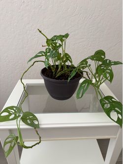 Swiss Cheese Plant