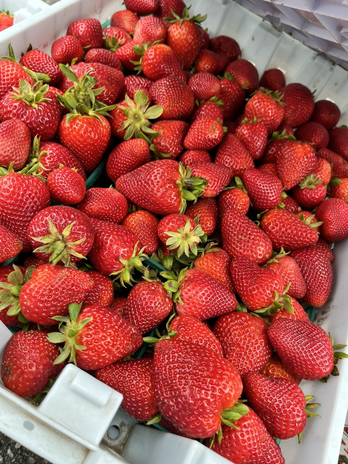 Fresas/ Strawberries 