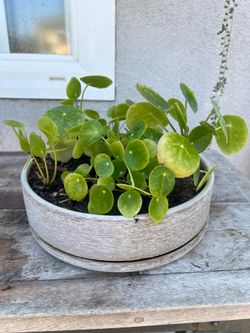 Chinese money plant