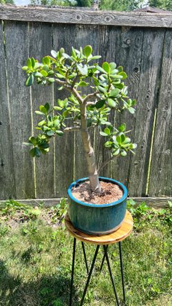Bonsai Jade
