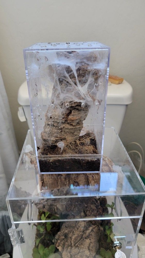 Tarantula Enclosure