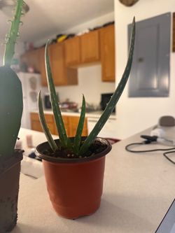 Aloe Vera Babies