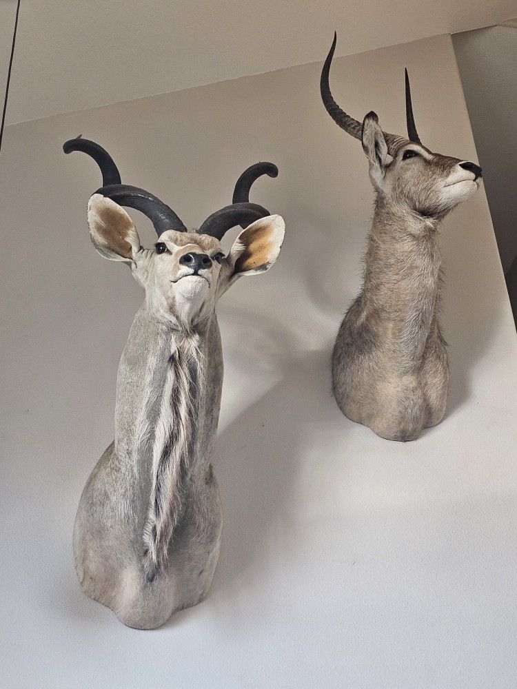 TWO Taxidermy Kudu (Antelope) Mounts