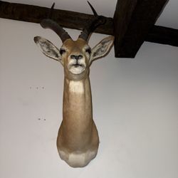 Taxidermy Gazelle Head