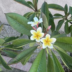 Plumerias Con Maceta Incluida 70