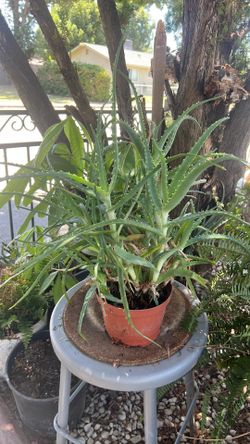 Aloe vera