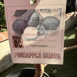 Pineapple Guava
