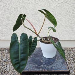 Phillodendron Billietae