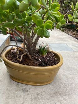 Jade plant in ceramic pot