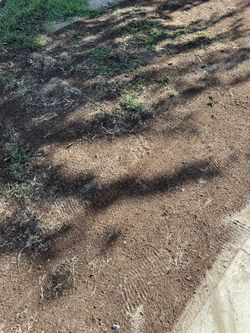 Winter Rye Seed 