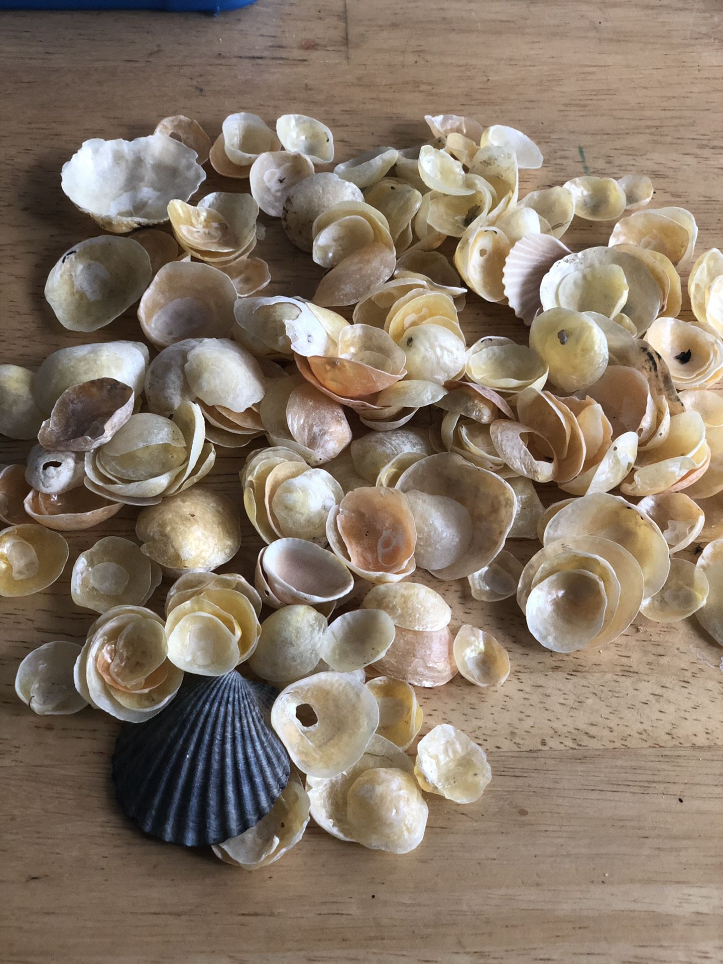 Free shells (Tribeca manhattan)