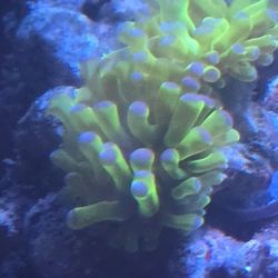 Ornamental Corals 🪸 For Sale In Lake Worth Beach F.L.