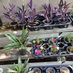 Pothos, Moses In A Cradle, Purple Hearts, Assorted Succulents ,amor de Un Rato  Y  Savilay Snake Plant 3 Each Or 2 For 5.00