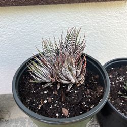 Zebra plant, a species of Haworthiopsis