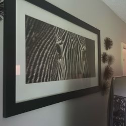 Zebra Photo