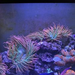 Rainbow bubble tip anemone