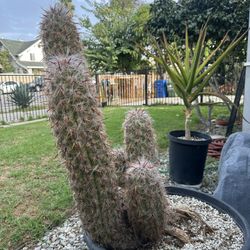 Very Old Cactus Oreocereus celsianus
