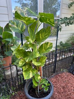 Large Golden Pothos Plant in Pot