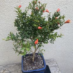 Bonsai Plants For Sale $50 Each