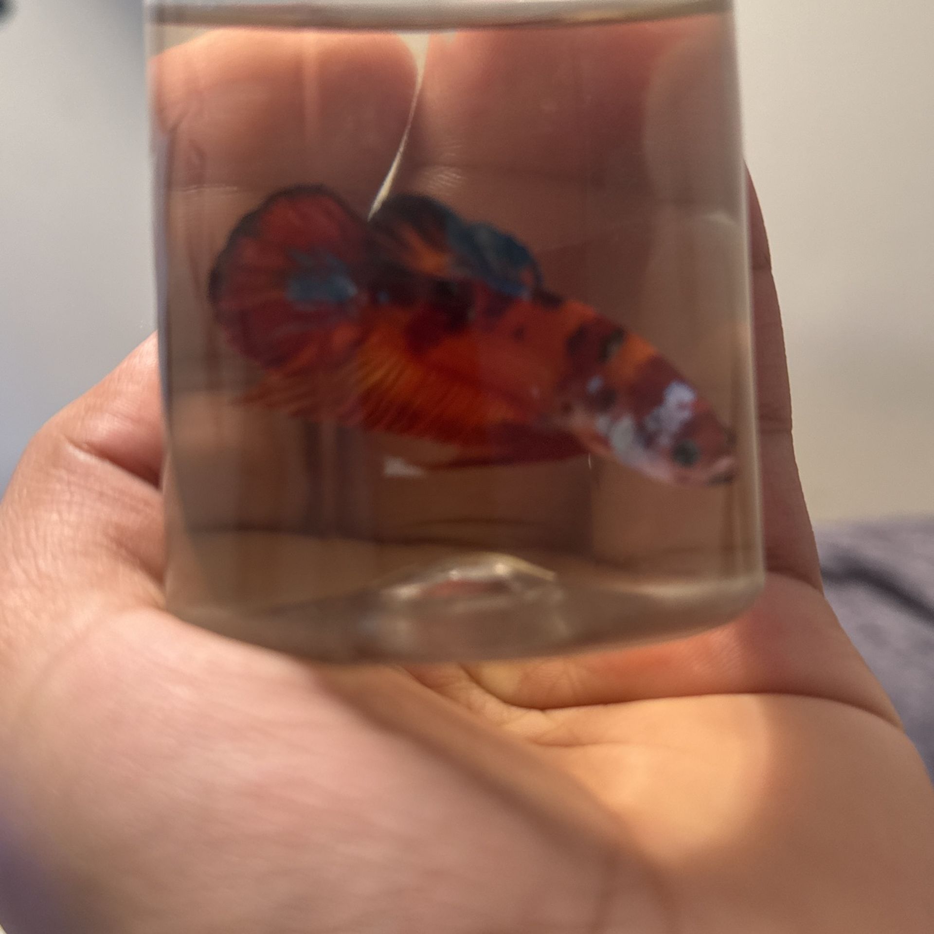 Betta HMPK (Koi)