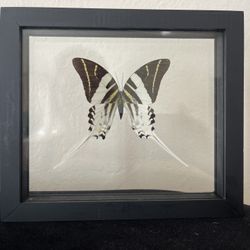 Real Amazon Jungle Butterfly Framed Double Sided Glass 