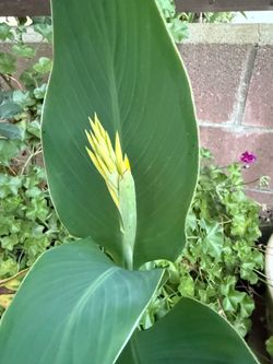 Blooming plant. Pabellón