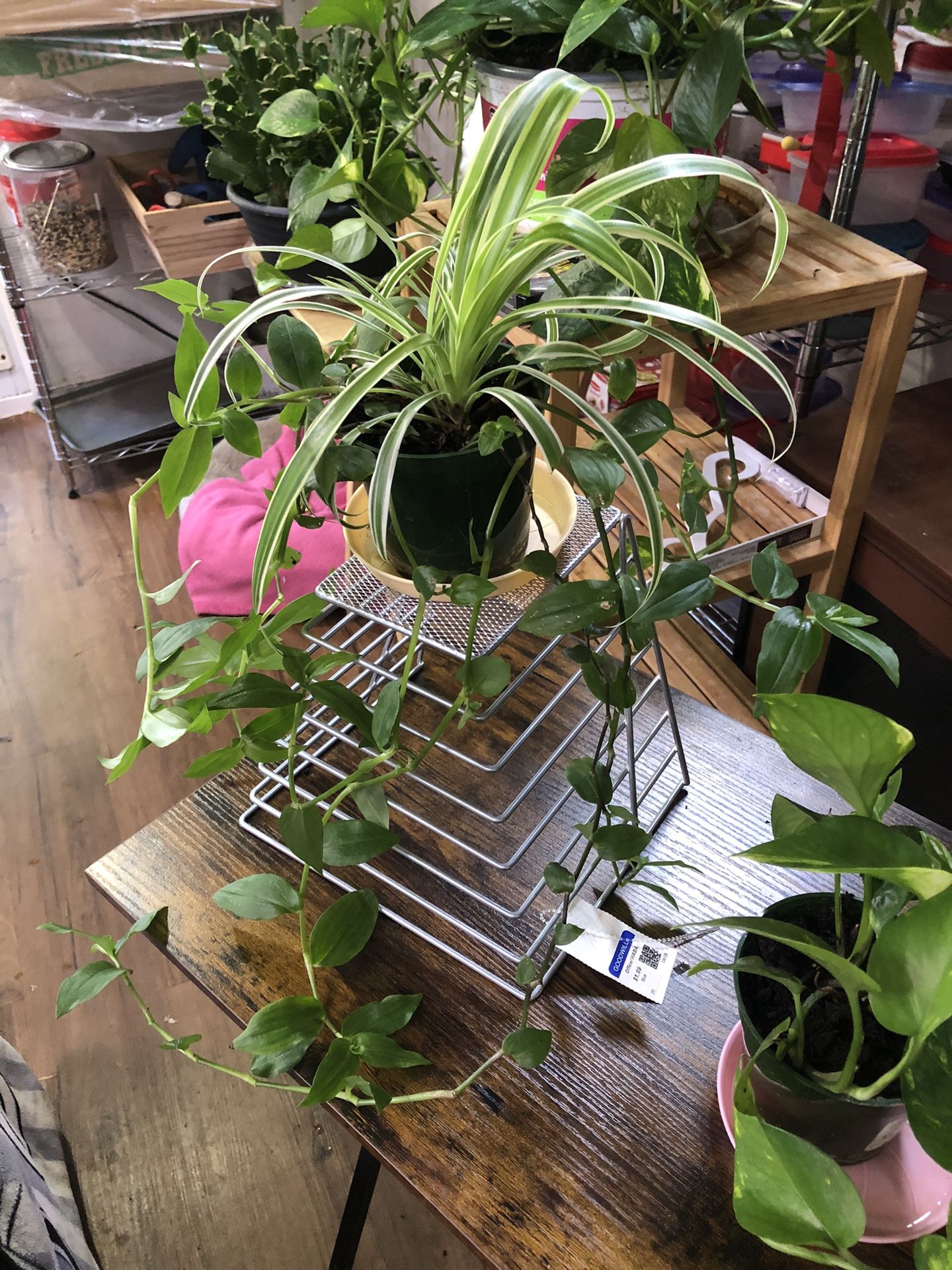 Spider-Wondering Jew/ Golden Pothos Plants- $8 Each 