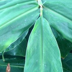 Succulents, Plants & Pumaria & Ginger