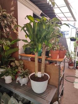 Dracaena Cane Plant