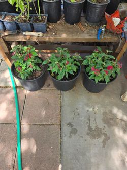 Egyptian starcluster plants