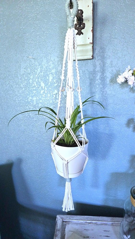 Young Spider Plant In White Plastic Pot With A Handmade Macrame Hanger