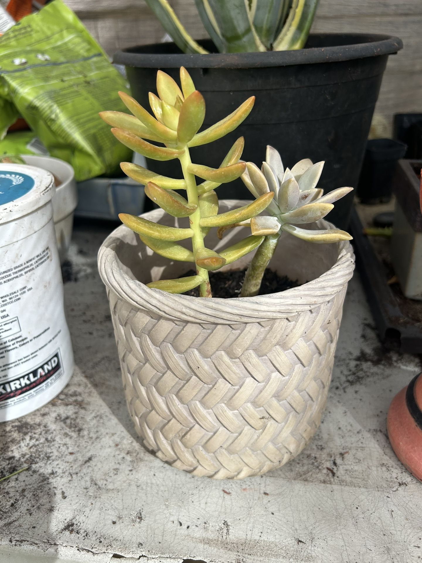 PORCELAIN POT WITH SUCCULENT REAL PLANT 