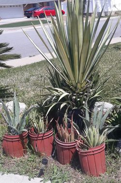 Plants