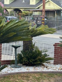 Free sago palm( not the big ones)