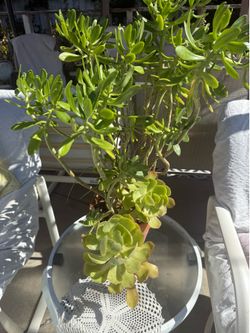Healthy plants $26 ea in great condition