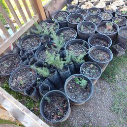 Fir, Pine, And Other