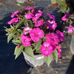  SunPatiens Plant - 1-Gallon Pot