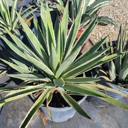 Agave Angustifolia Variegata