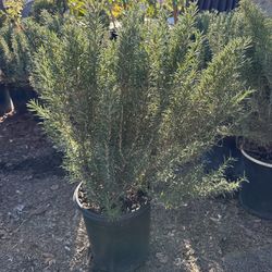 Rosemary Bush