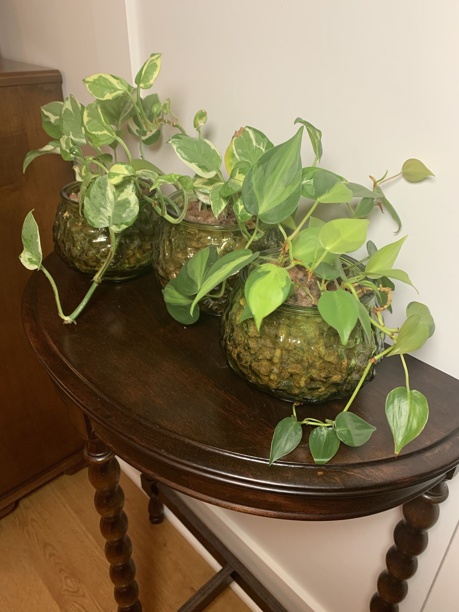 Trio of Plants In MXM Pots