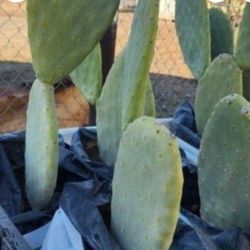 Cactus/ Planta De Nopal Con Raiz
